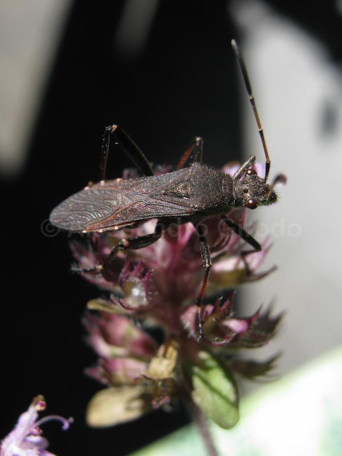 Alydidae: Alydus calcaratus, ninfa mirmecomorfa (TO)